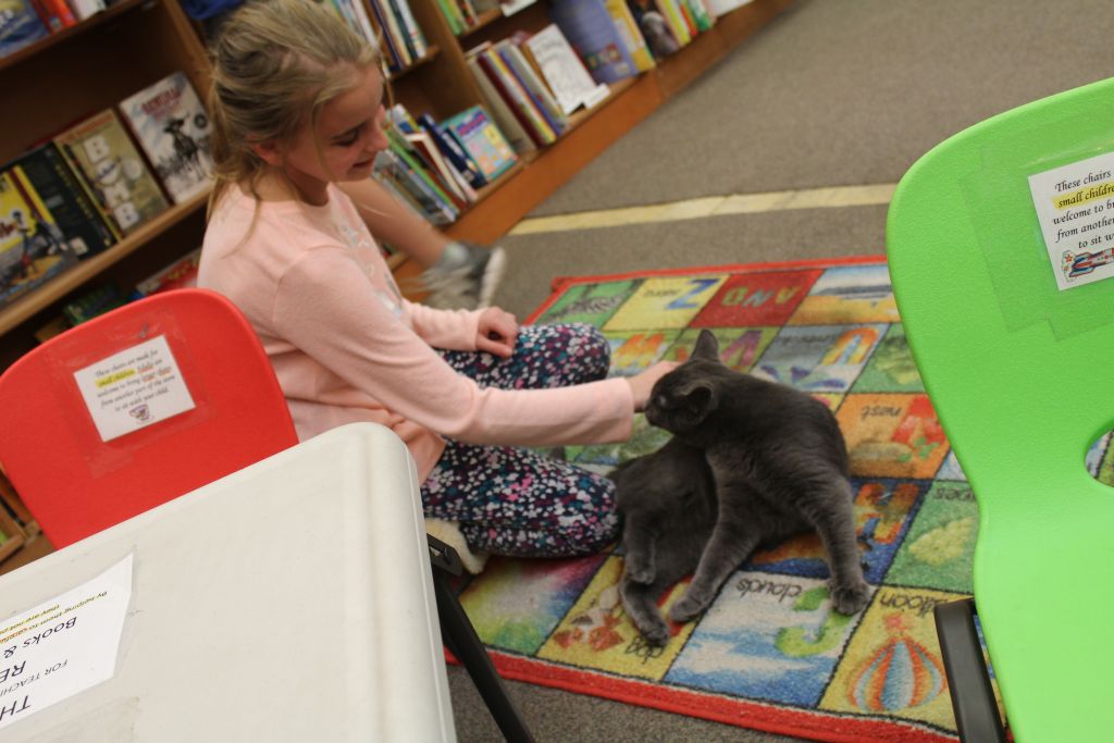 Copperfield's Books cats